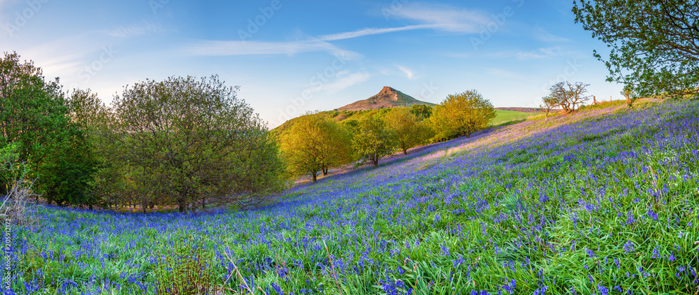 Naklejka premium Bluebell Panorama below Roseberry Topping / Newton Wood and Roseberry Topping, a distinctive hill in North Yorkshire, are popular with walkers and ramblers