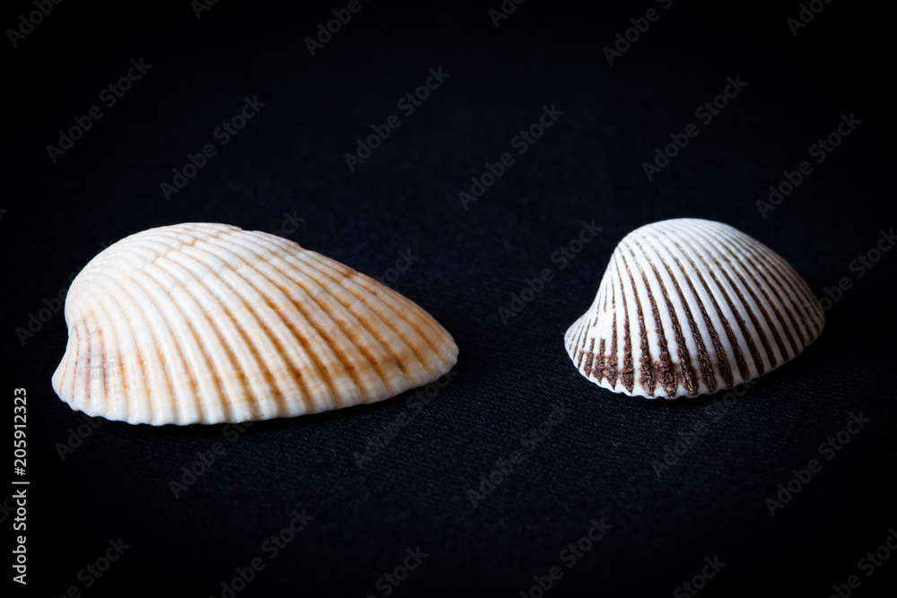 Close-up of shells isolated on black background. Close-up of shells isolated on black background.