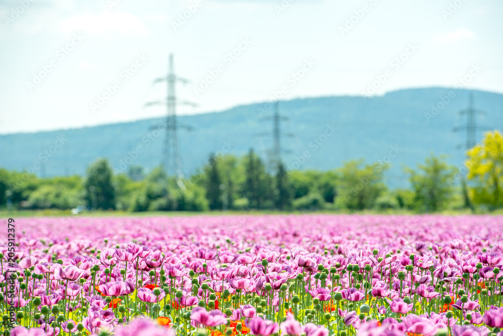 field of lila poppy blossoms blue sky - opium poppy - papaver somniferum