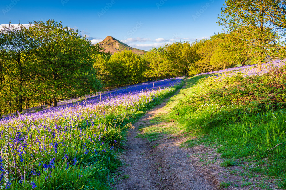 Footpath through Newton Wood / Newton Wood and Roseberry Topping, a distinctive hill in North Yorkshire, are popular with walkers and ramblers Footpath through Newton Wood / Newton Wood and Roseberry Topping, a distinctive hill in North Yorkshire, are popular with walkers and ramblers