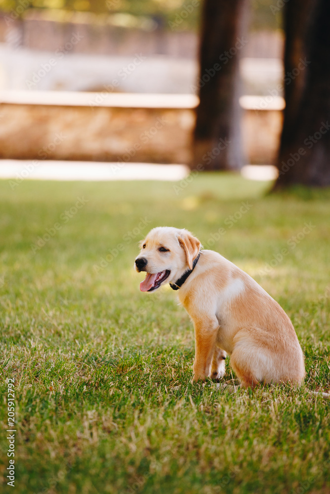 Puppy of a white, pale labrador retriever on green grass in a park in a black collar Puppy of a white, pale labrador retriever on green grass in a park in a black collar