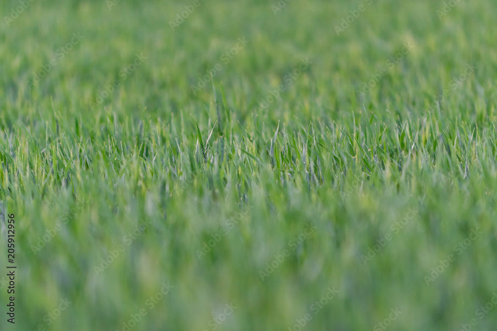 A young wheat field A young wheat field