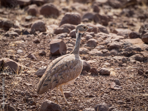 Close-up portrait of Rueppell's Bustard or Heterotetrax rueppelii bird, Palmwag Concession, Namibia, Africa photo