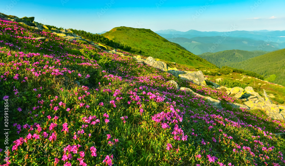 Blossoming pink rhododendron in mountains.
