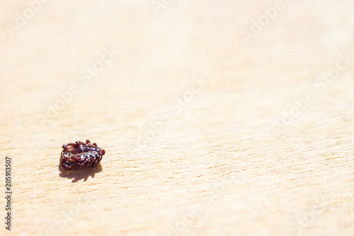 Encephalitic mite shrank and lies on the table pretending to be dead. photo