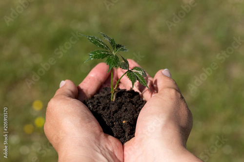 Female hands hold the young plant in the garden