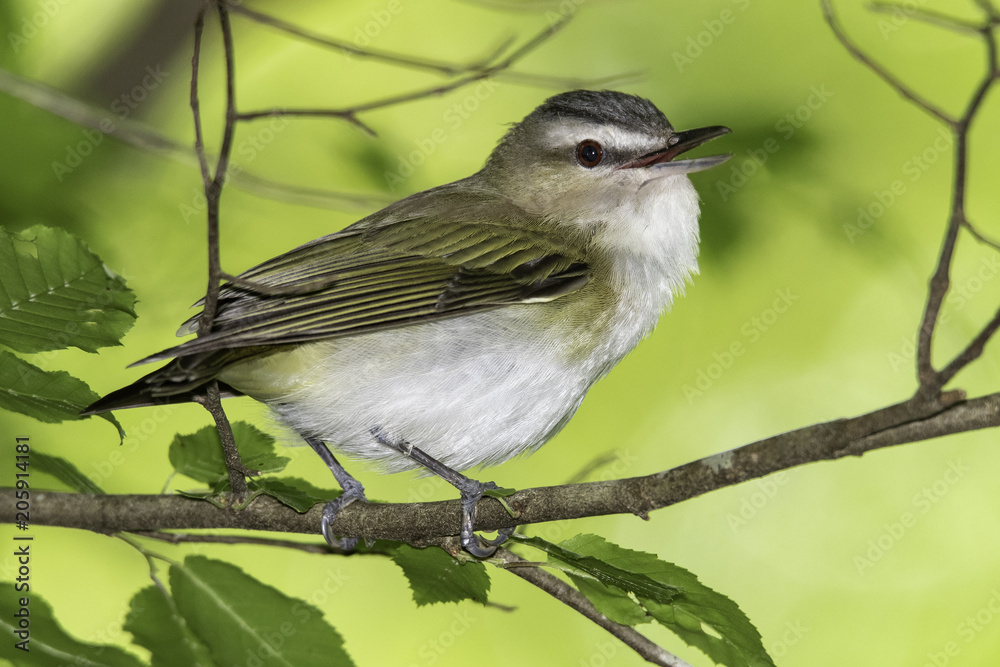 Obraz premium Curious Vireo