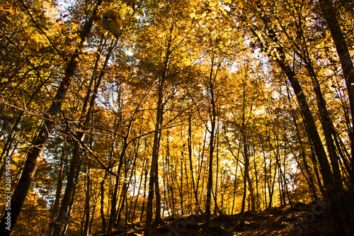 Autumn Forest. Park Road. Landscape with the autumn forest.