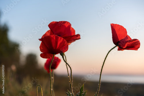 Beautiful field of red poppies in the sunrise light. Burgas  Bulgaria
