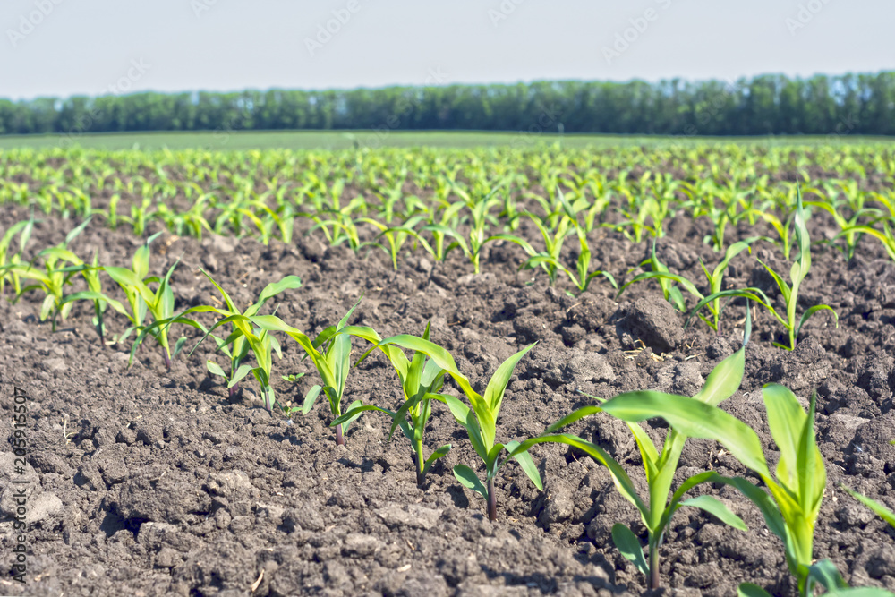 neat rows of young maize shoots in a phase of five leaves against a blue sky neat rows of young maize shoots in a phase of five leaves against a blue sky