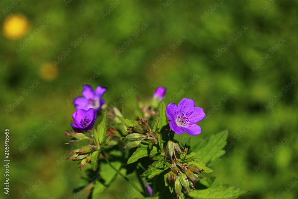 purple wildflower Geranium sylvaticum, wood cranesbill, woodland geranium in close-up with beautiful bokeh and copy space purple wildflower Geranium sylvaticum, wood cranesbill, woodland geranium in close-up with beautiful bokeh and copy space