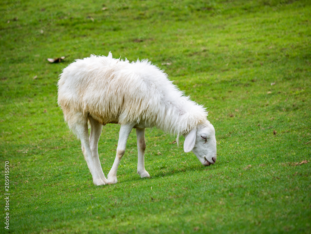 Obraz premium Sheep Eating Grass