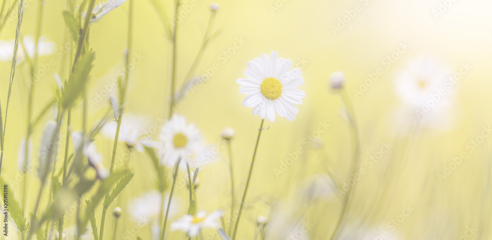 Blumenwiese, Panorama, Hintergrund Stock-Foto | Adobe Stock