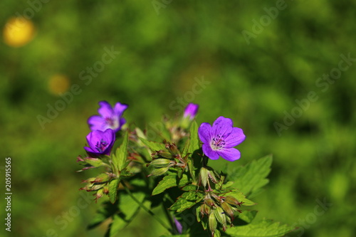 purple wildflower Geranium sylvaticum, wood cranesbill, woodland geranium in close-up with beautiful bokeh and copy space