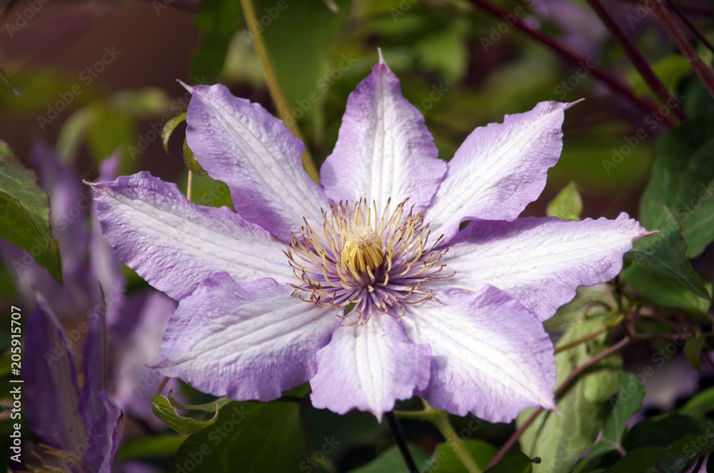 Big pink flowers of Clematis