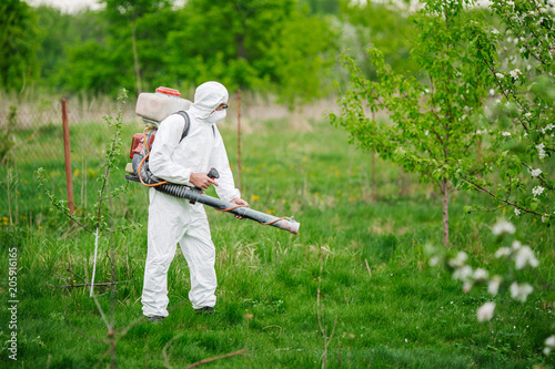 Man in the overalls treats apple tree chemicals from harmful insects.