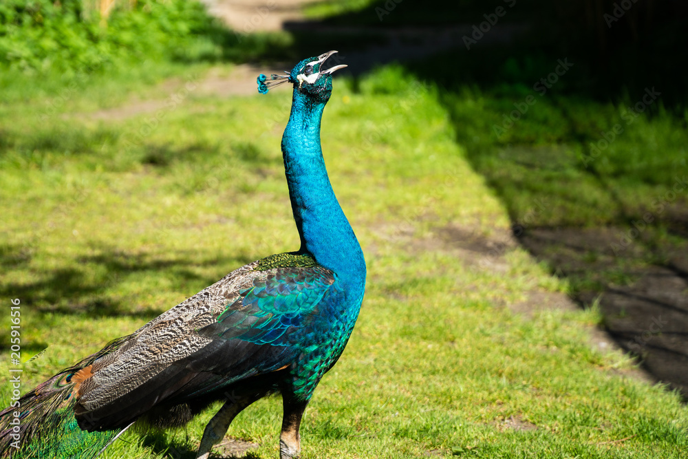 Fototapeta premium Pfau