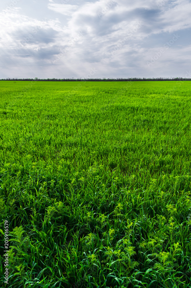 Image of a landscape of a green grass or wheat field and a blue sky with patterns from the clouds. The concept of serenity of ecology and spring Image of a landscape of a green grass or wheat field and a blue sky with patterns from the clouds. The concept of serenity of ecology and spring