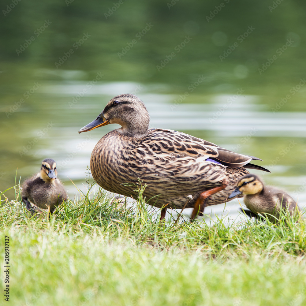 beautiful adult duck comes out of the water to the shore of a pond with small ducklings. beautiful adult duck comes out of the water to the shore of a pond with small ducklings.