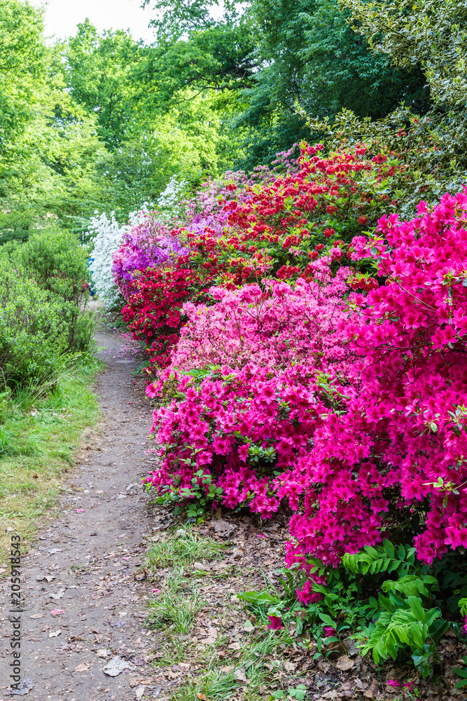 Orange azalea flower in the park Orange azalea flower in the park