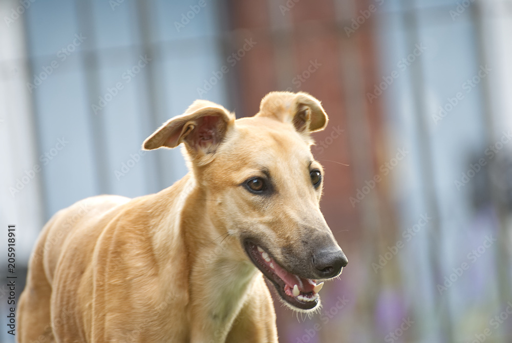 Beautiful young greyhound outdoor in the garden