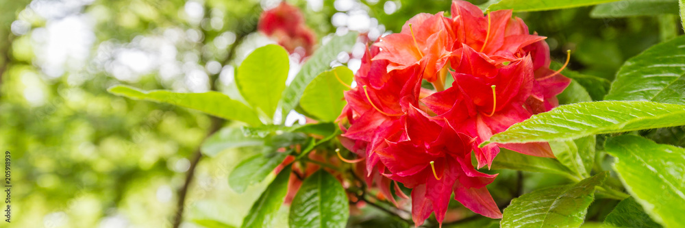Panorama or web banner with orange azalea flower on a green tree background Panorama or web banner with orange azalea flower on a green tree background