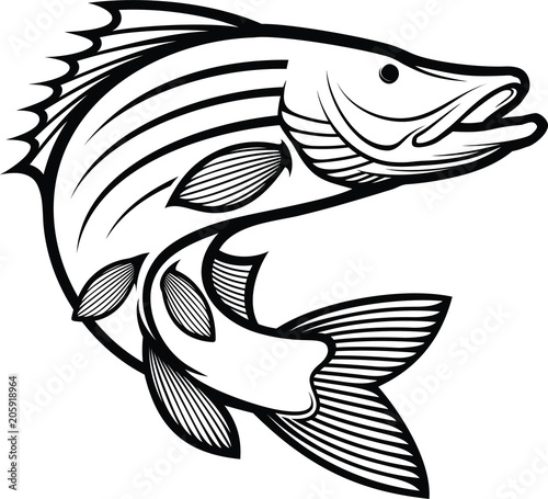 Barramundi