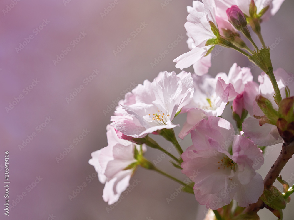 Spring cherry blossom in soft focus