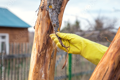 Gardener tearing off the bark of tree
