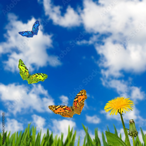 Fototapeta Naklejka Na Ścianę i Meble -  image of flower and butterflies in the garden