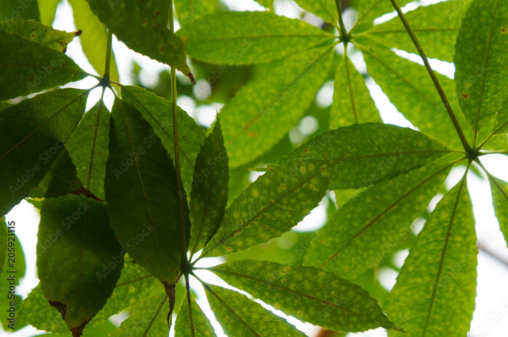 Pachira aquatica green foliage background Pachira aquatica green foliage background