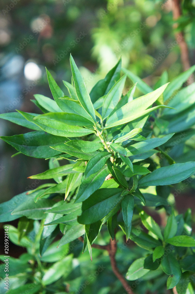 Myrtus communis boetica green plant Myrtus communis boetica green plant