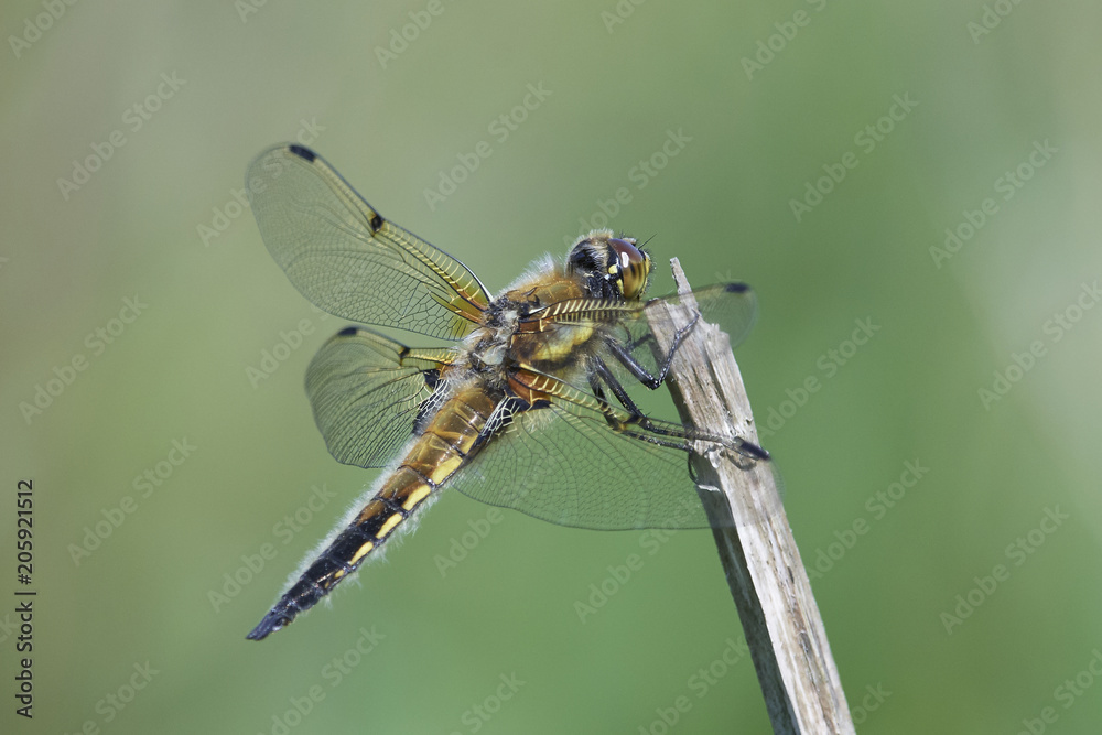 Four-spotted chaser (Libellula quadrimaculata) Four-spotted chaser (Libellula quadrimaculata)