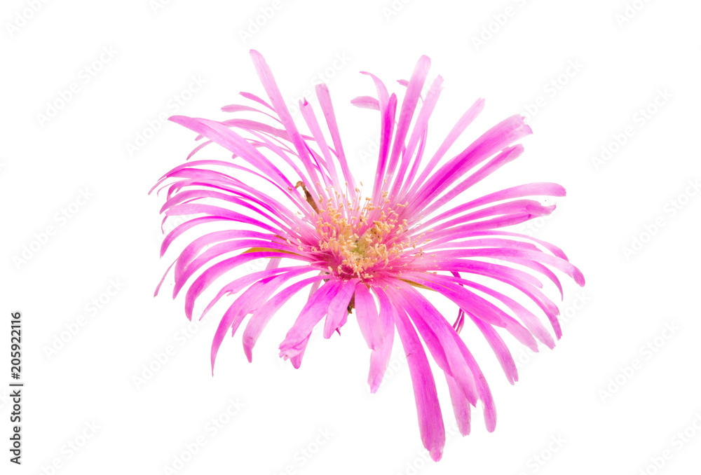 Obraz premium pink flower isolated