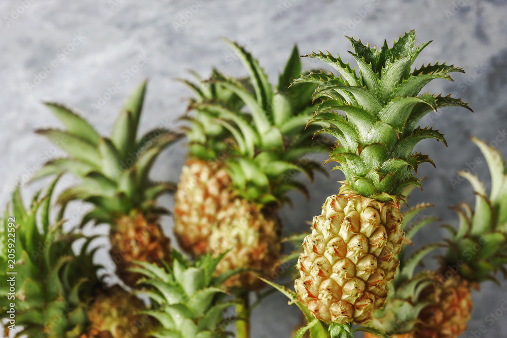 Fototapeta premium Mini pineapples tropical fruit for summer concept