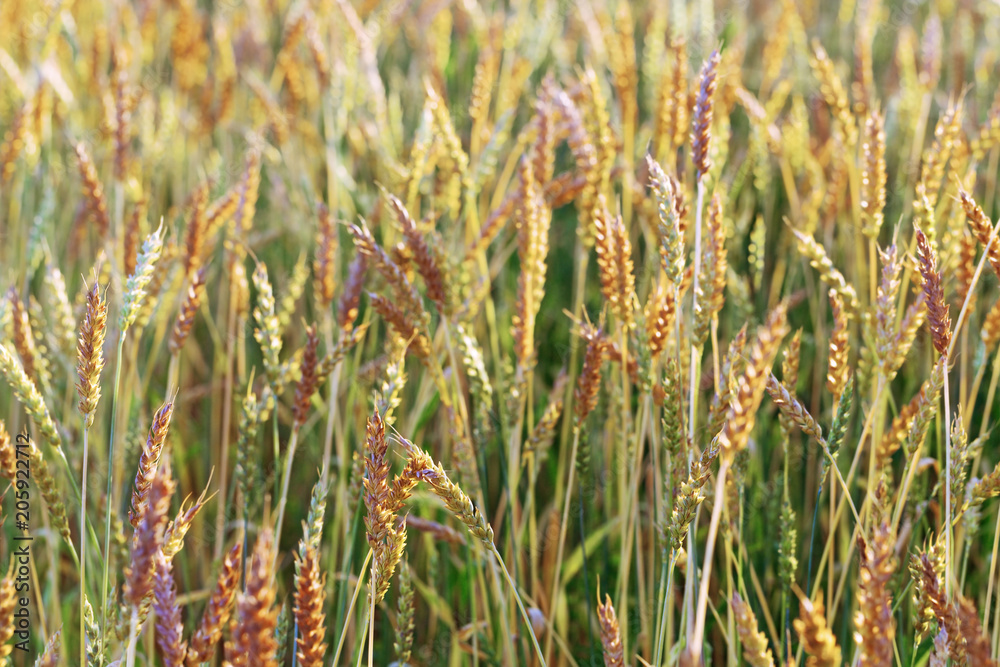 Ears of wheat field. Rural field landscape. Picturesque scenery. Rich harvest concept