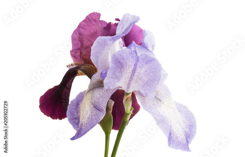 Fototapeta Naklejka Na Ścianę i Meble -  iris flower isolated