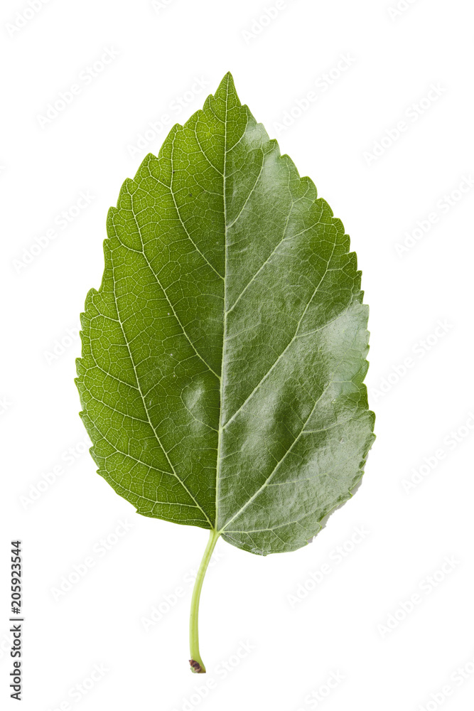 Fototapeta premium mulberry leaf isolated