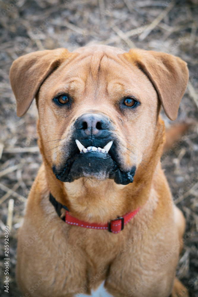 Boxer with an Underbite