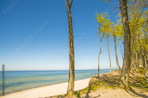 beach with trees and blue sky