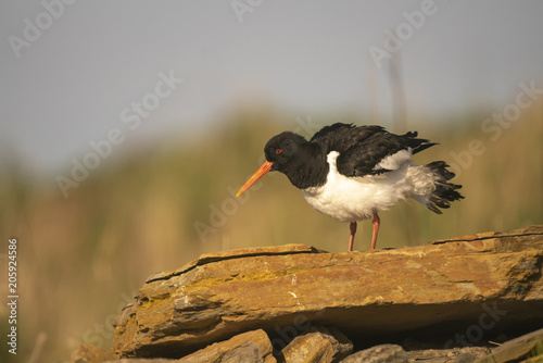 Oystercatcher_