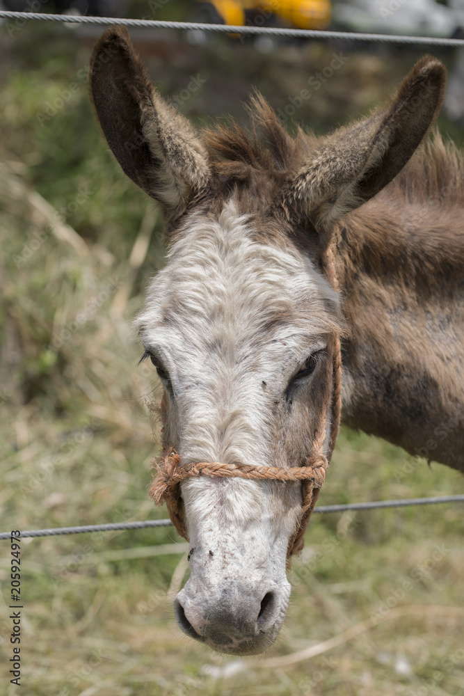 Portrait of a donkey