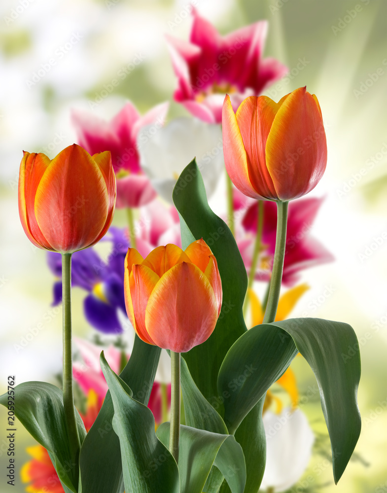 Naklejka premium image of beautiful flowers closeup