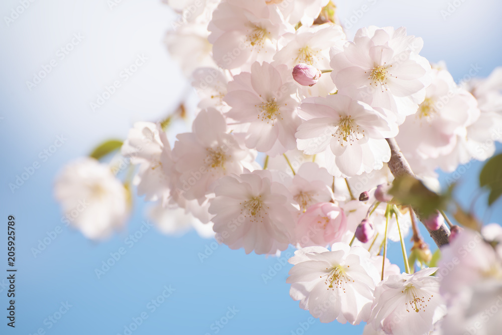 Apple tree flower blossoming at spring time, floral sunny vintage natural background Apple tree flower blossoming at spring time, floral sunny vintage natural background