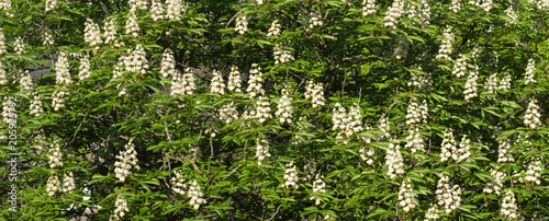 Fototapeta Naklejka Na Ścianę i Meble -  flowering tree in the garden