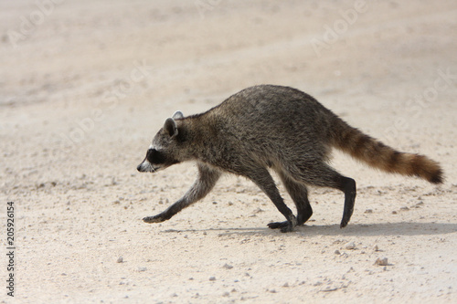pygmy raccoon, Cozumel Mexico photo