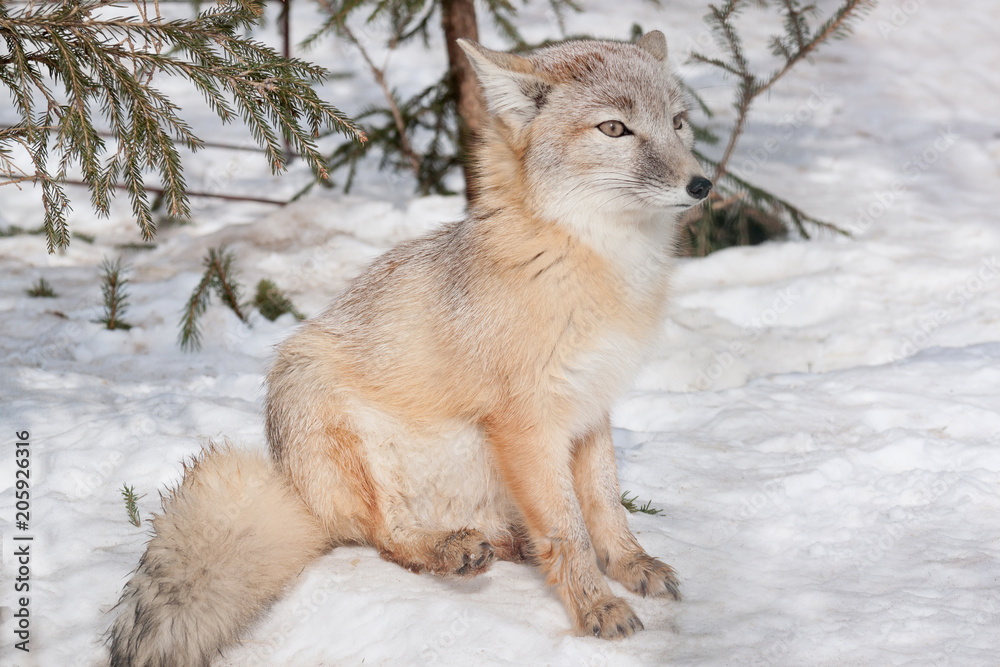 Obraz premium Young corsac fox is sitting on white snow. Animals in wildlife.