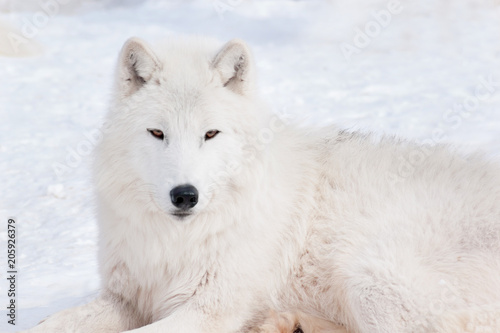 Wild polar wolf is looking into the camera. Arctic wolf or white wolf. Animals in wildlife.