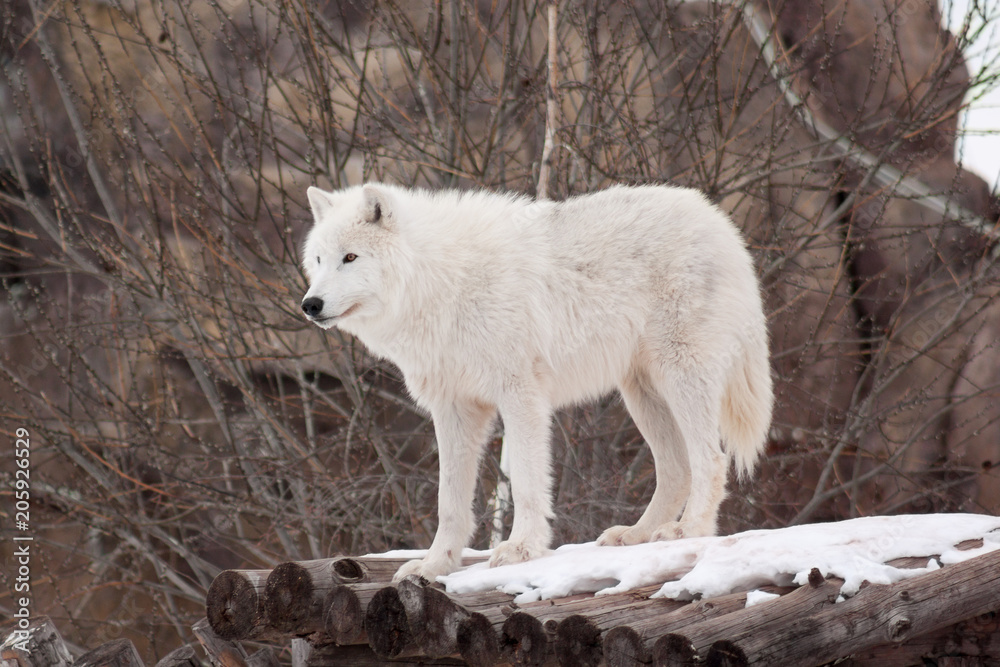 Fototapeta premium Wild arctic wolf is standing on wooden logs. Animals in wildlife. Polar wolf or white wolf.