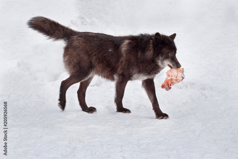 Fototapeta premium Wild black canadian wolf with a piece of meat. Animals in wildlife.